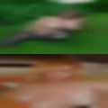 Pussy Burgaw